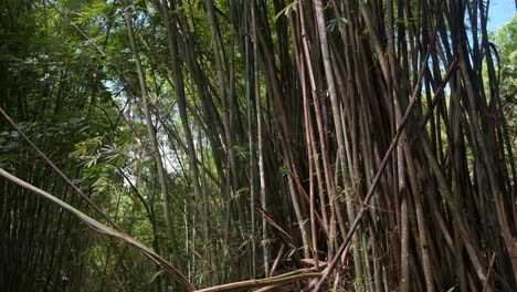 material de archivo inclinado hacia abajo de gran angular de plantas de bambú con follaje denso y rama