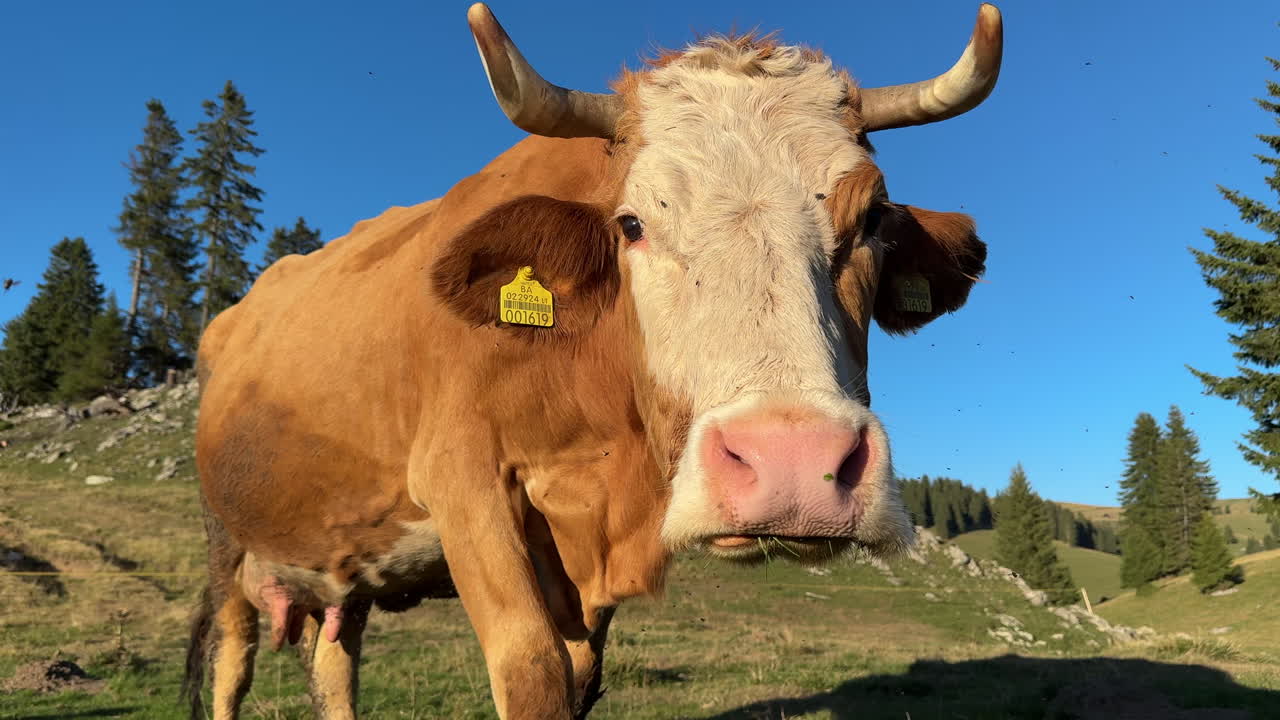 Mucca marrone e bianca con corna che si erge in un pascolo di montagna soleggiato. Dettagliato ritratto ravvicinato che mostra bestiame rurale, agricoltura e vita rurale in campagna