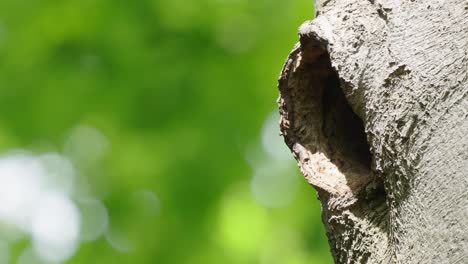 beak of young black woodpecker peeking from nest hole in tree