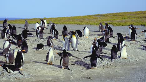 Statische-Aufnahme-Einer-Friedlichen-Pinguinkolonie-Auf-Der-Isla-Martillo,-Ushuaia-In-Argentinien