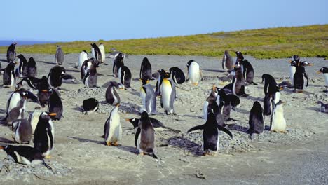 static shot of a peaceful penguin colony at isla martillo, ushuaia in argentina