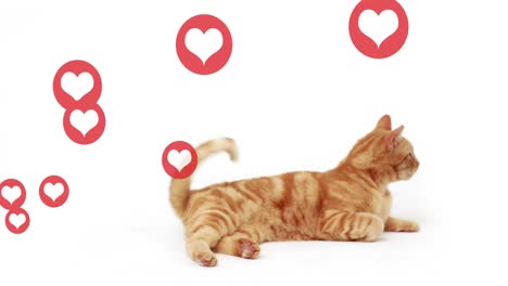 Multiple-red-heart-icons-floating-over-a-cat-sitting-against-white-background