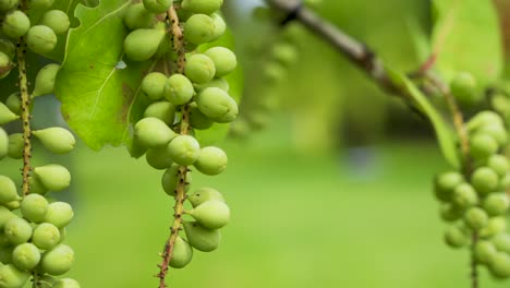 Coccoloba-Uvifera,-Uvas-Marinas-De-Jamaica