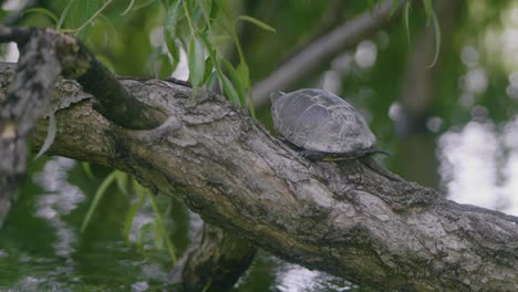 Static-tight-shot-with-a-turtle-seen-from-the-back,-sitting-on-a-willow-over-a-green-lake