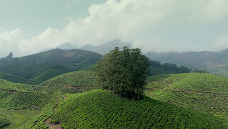 Panoramic-beautiful-misty-tea-plantation-world-class-top-tea-plantations-in-the-hills-of-Munnar,-Kerala,-India