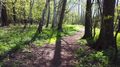 camino del bosque