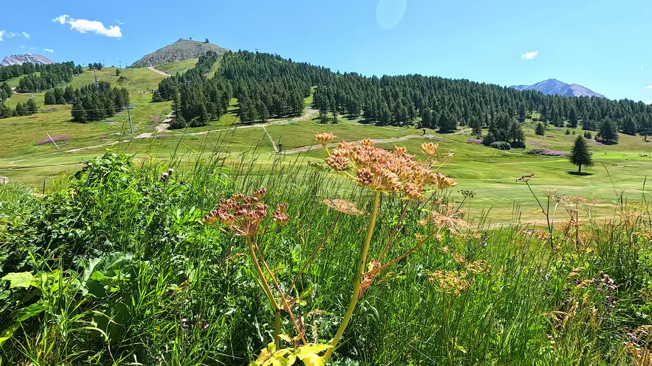 꽃과 산이 있는 아름다운 풍경