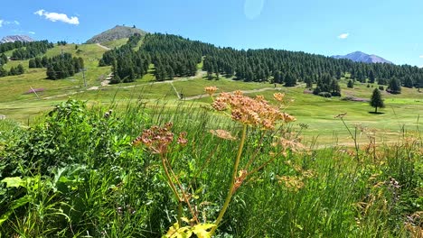beautiful landscape with flowers and mountains