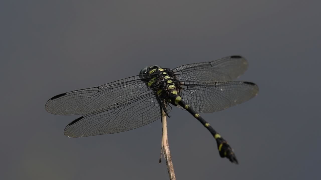 la libélula de cola de brida común se ve comúnmente en tailandia y asia