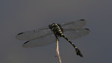 La-Libélula-De-Cola-De-Brida-Común-Se-Ve-Comúnmente-En-Tailandia-Y-Asia