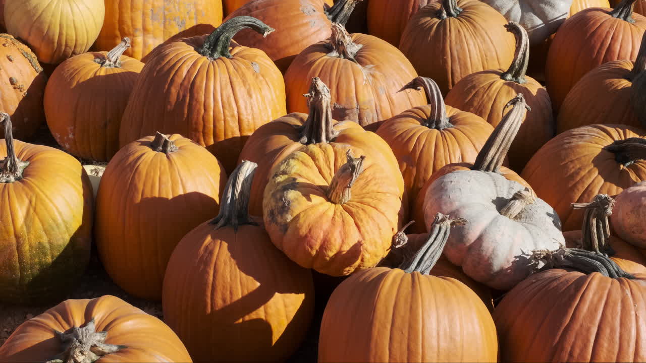 las calabazas llenan el marco, en un parche de calabazas de otoño por excelencia