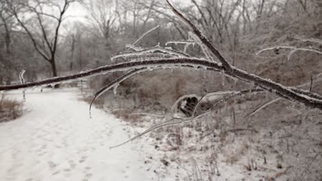 A-closeup-view-of-a-small-tree-branch-hanging-over-a-forest-trail-completely-covered-in-ice