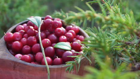 Lingonberries-in-wooden-cup-in-forest-with-pine-trees,-close-up