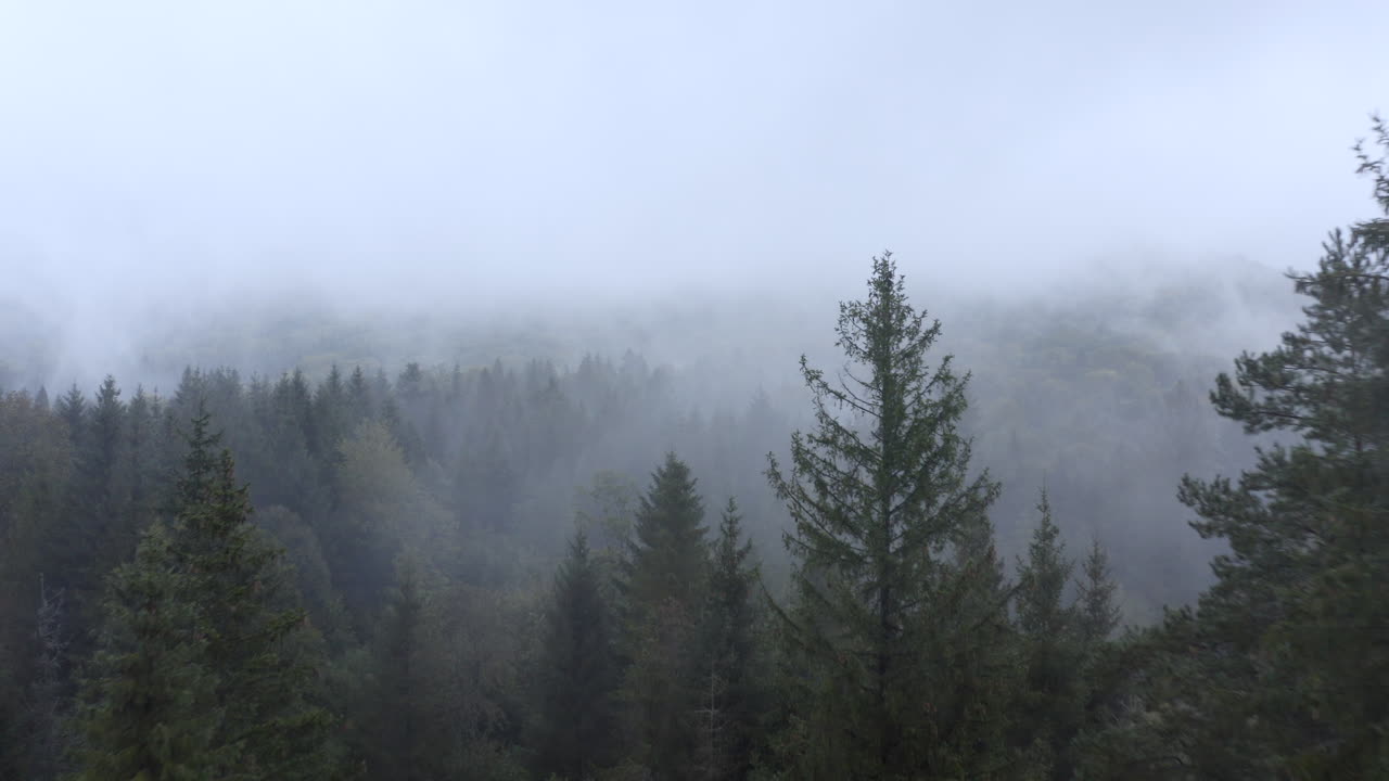 Drone flies low, close to treetops shrouded in mist revealing densely fog-covered, mysterious forest and hills. Evergreen branches fill the foreground. Dark, moody. Poland, Europe