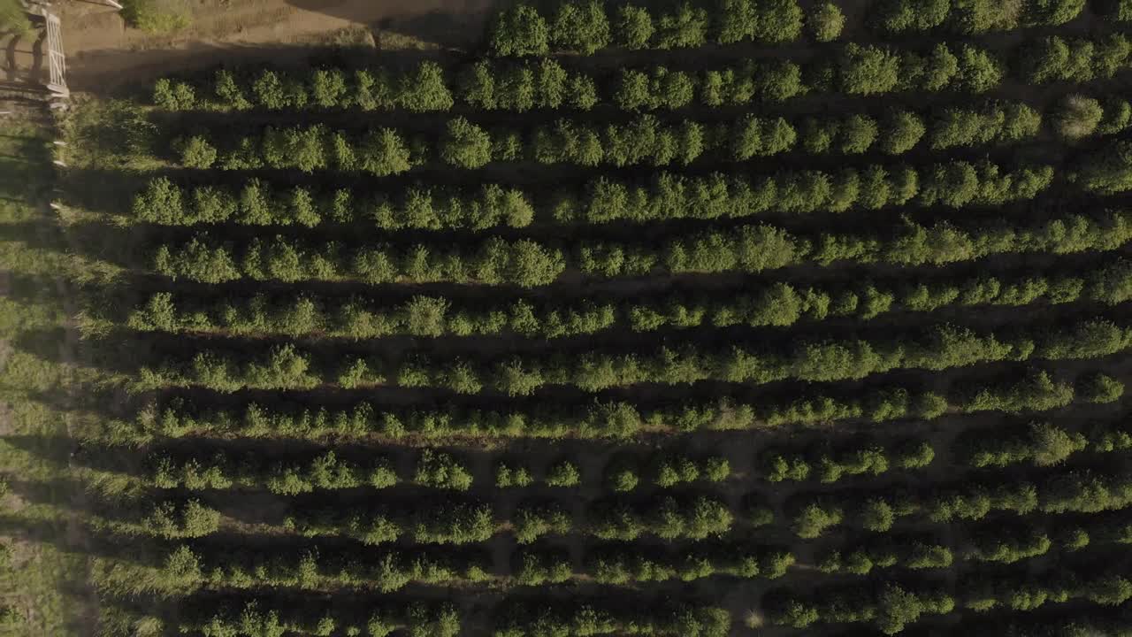vista aérea de las plantaciones de café en brasil