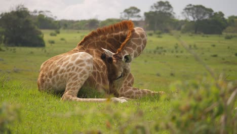 Pfanne-Mit-Giraffe,-Die-Auf-Einem-Hügel-Liegt-Und-Gras-Frisst