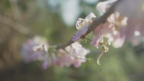 un primer plano extremo en cámara lenta de flores rosas en una rama con plantas verdes y la hermosa naturaleza en el fondo desenfocada en un día soleado