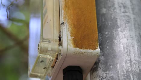 hormigas moviéndose a lo largo de un poste de alimentación de pájaros