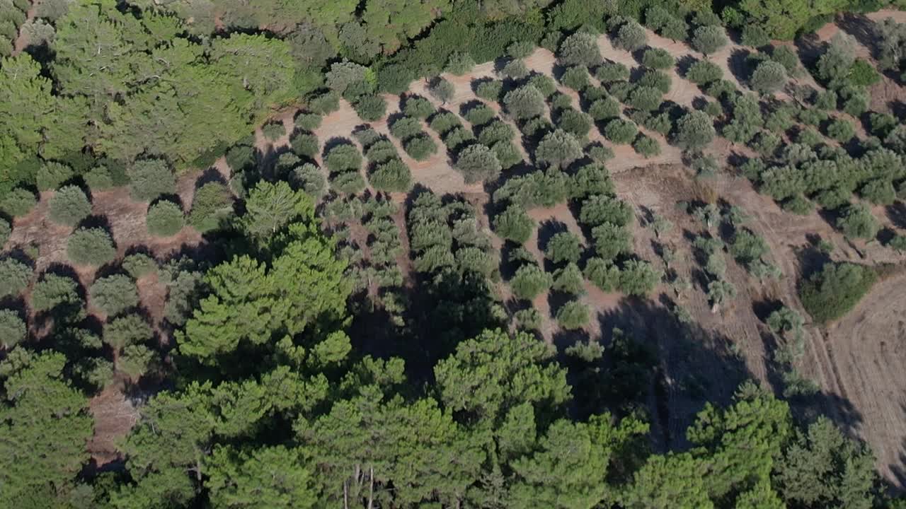 Aerial view of lush greenery and terraced fields in Greece