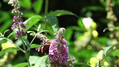 painted lady butterfly exploring the flowers of buddleia