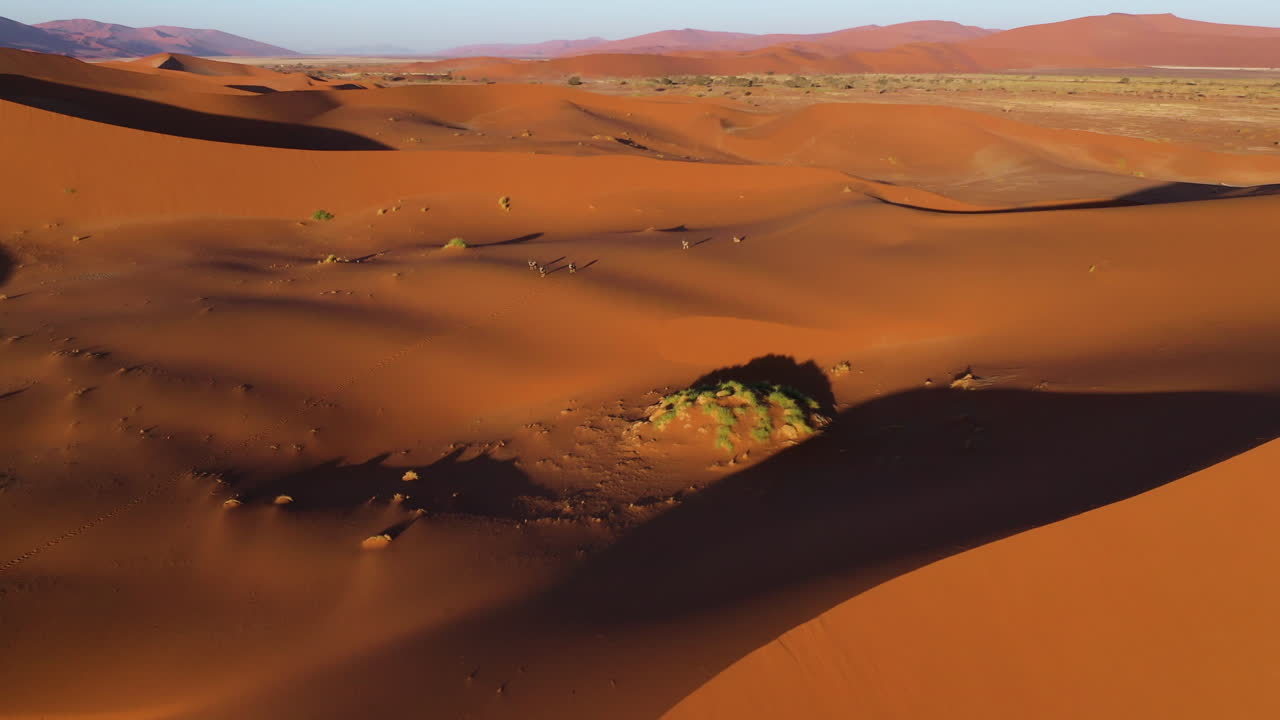 Aerial view around Gemsbok (Oryx gazella) traveling over a red desert in Namibia