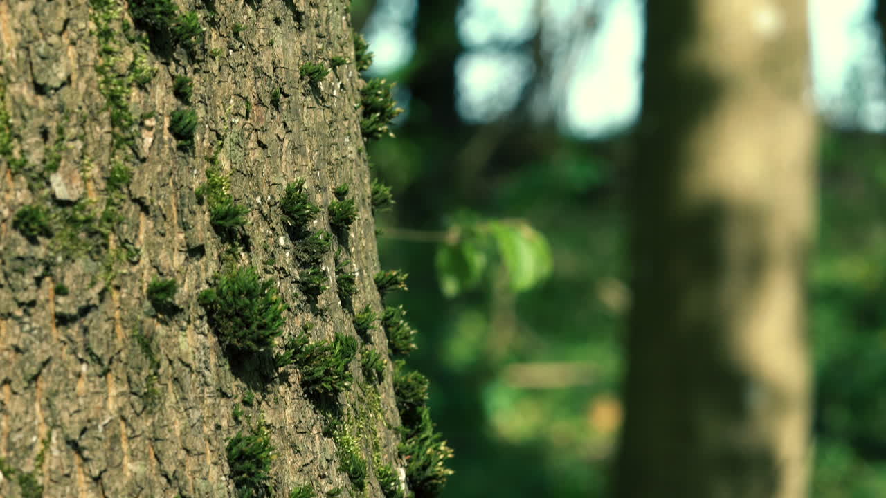 A tree trunk covered with moss in trace amounts. blurred background with tall trees