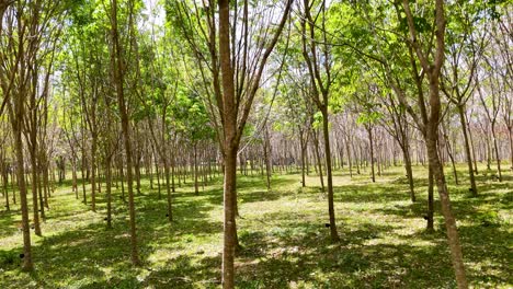 aerial footage of a lush rubber plantation in phuket, thailand, captured in bright daylight with steady camera movement