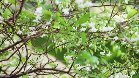 white flowers on tree branches gently moving