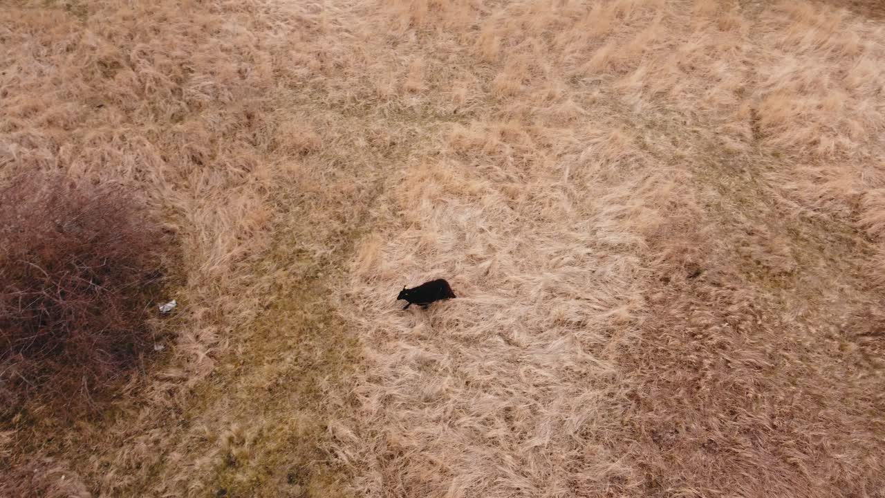 Rotation view of the drone in Sydhavnstippen, Copenhagen, Denmark