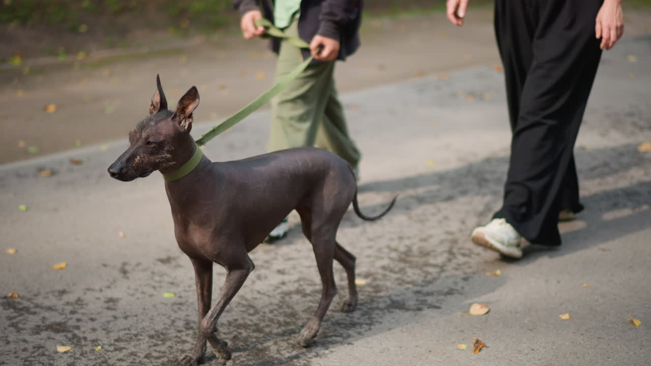 Energetic Canine Darts Through Water Puddles Happily, Lively Dog Leaps Over Puddles During Park Walk In Morning, An Active Dog Excitedly Splashes And Trots Through Wet Pavement And Puddles In Daylight