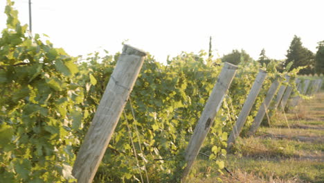 vineyard establishing shot of grapevines