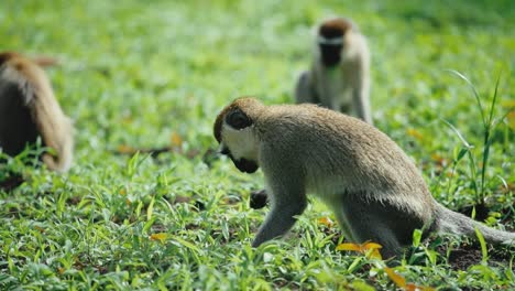 Vervet-monkeys--grazing-in-grass-field;-slow-motion