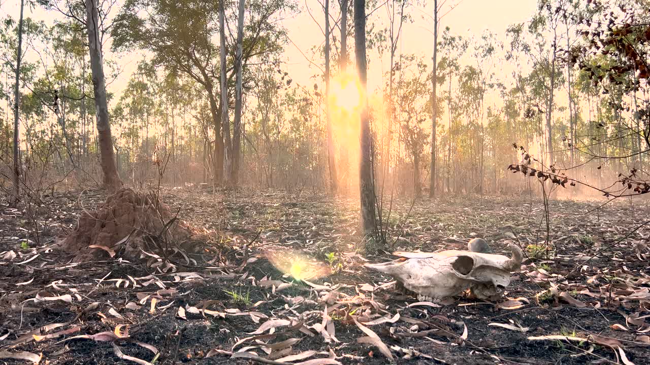 일몰이나 황혼 시간 동안 불탄 숲에 말린 유칼립투스 잎이 있는 땅에 있는 동물 두개골의 정적 중간 와이드 샷