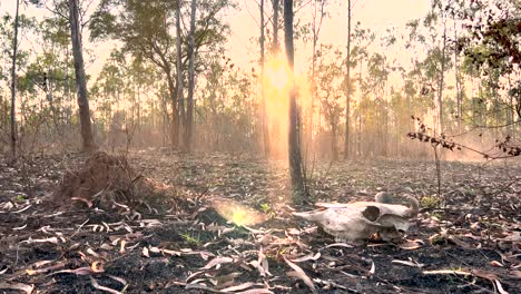 Plano-Medio-Estático-De-Un-Cráneo-Animal-En-El-Suelo-Con-Hojas-Secas-De-Eucalipto-En-Un-Bosque-Quemado-Durante-El-Atardecer-O-El-Atardecer