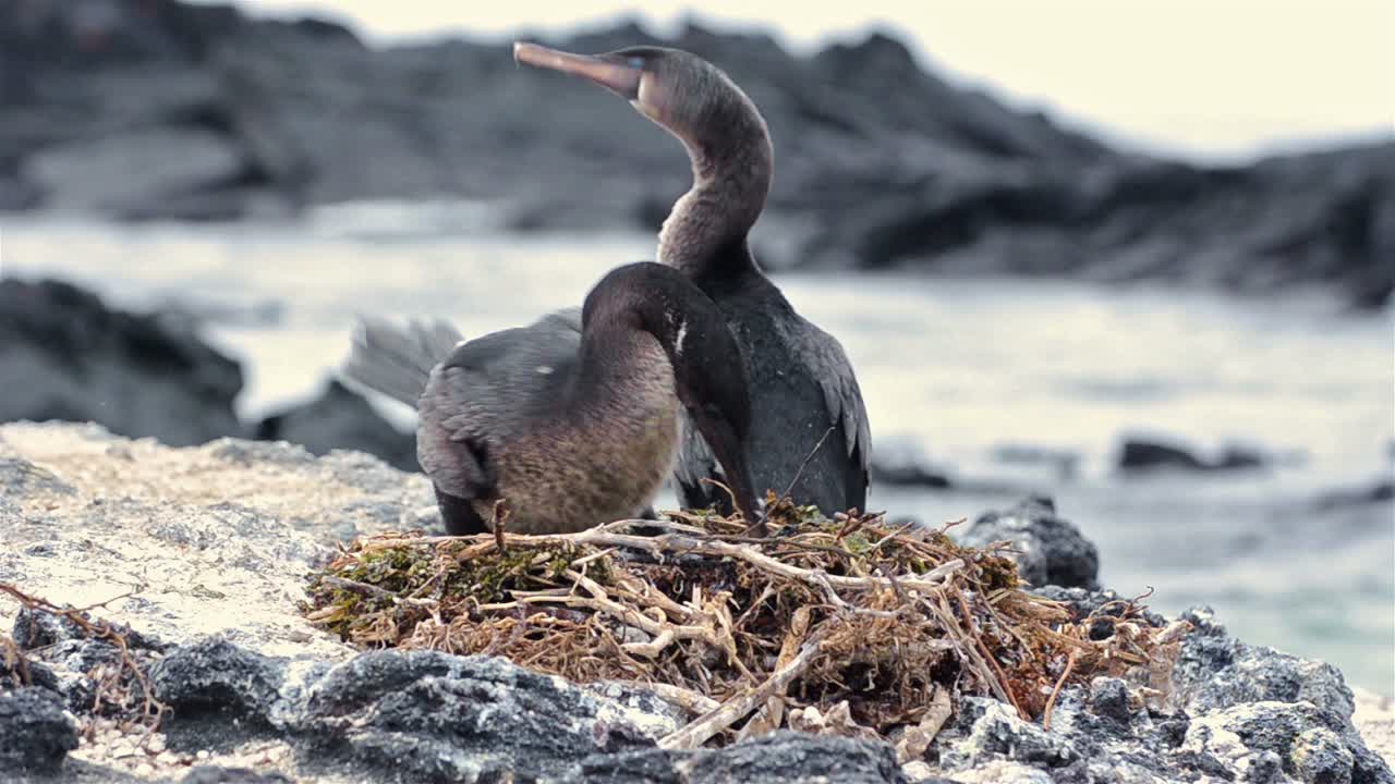 Galapagos flightless cormorant settling on its nest at Punta Espinoza on Fernandina Island in the Galapagos Islands