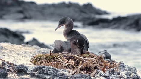 Flugunfähiger-Kormoran-Auf-Galapagos,-Der-Sich-Auf-Seinem-Nest-Bei-Punta-Espinoza-Auf-Der-Insel-Fernandina-Auf-Den-Galapagos-inseln-Niederlässt