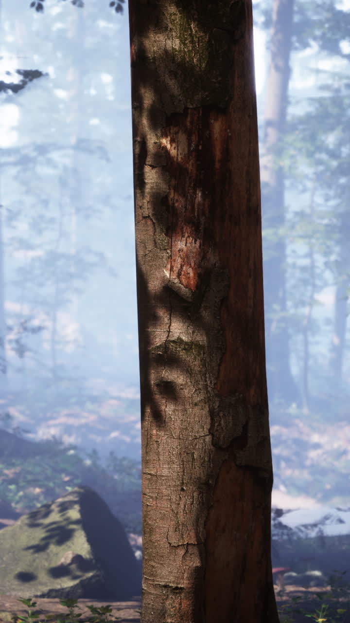 잎 을 통해 빛 이 필터링 되는 숲 에 있는 나무 줄기 의 클로즈업