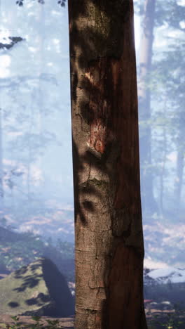 primer plano de un tronco de árbol en un bosque con la luz del sol filtrando a través de las hojas
