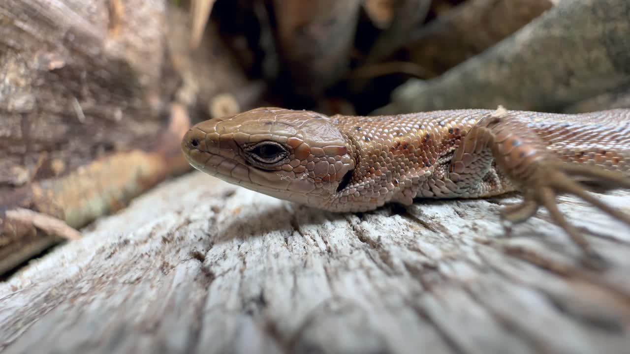 Close-up of a Common lizard (Zootoca vivipara) lying almost motionless on a piece of wood.