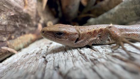 close-up of a common lizard (zootoca vivipara) lying almost motionless on a piece of wood.