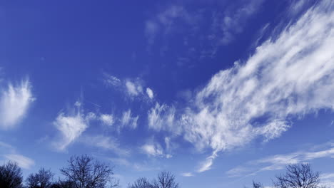 tilt up shot of tree silhouette and beautiful blue sky cirrostratus clouds during sunny day outdoors in nature