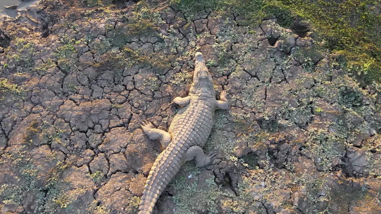 Crocodile runs into the water