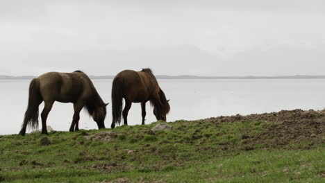 Hermoso-Paisaje-De-Caballos-Islandeses-Pastando-En-Los-Prados-Al-Lado-De-Un-Lago