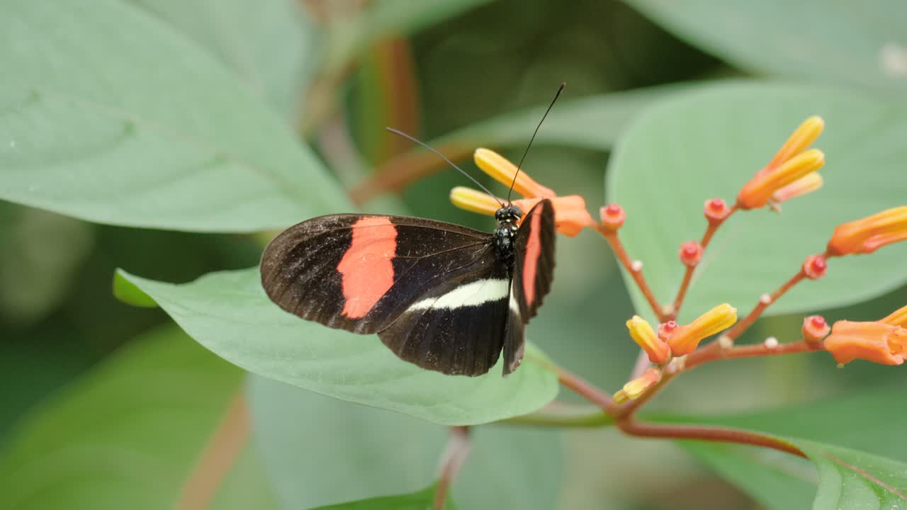 primer plano de la hermosa mariposa cartero en flores naranjas extendiendo las alas