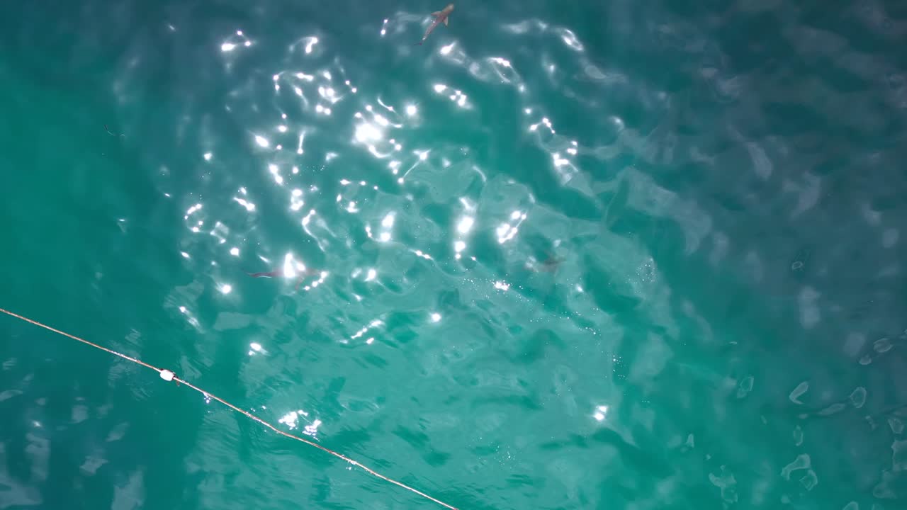 수영하는 동안 배에서 먹이는 상어 공격