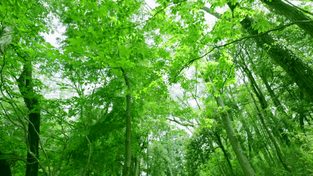 밝은 초록색의 봄 식물