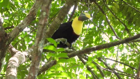 swainson's toucan  in tropical forest woods. low angle