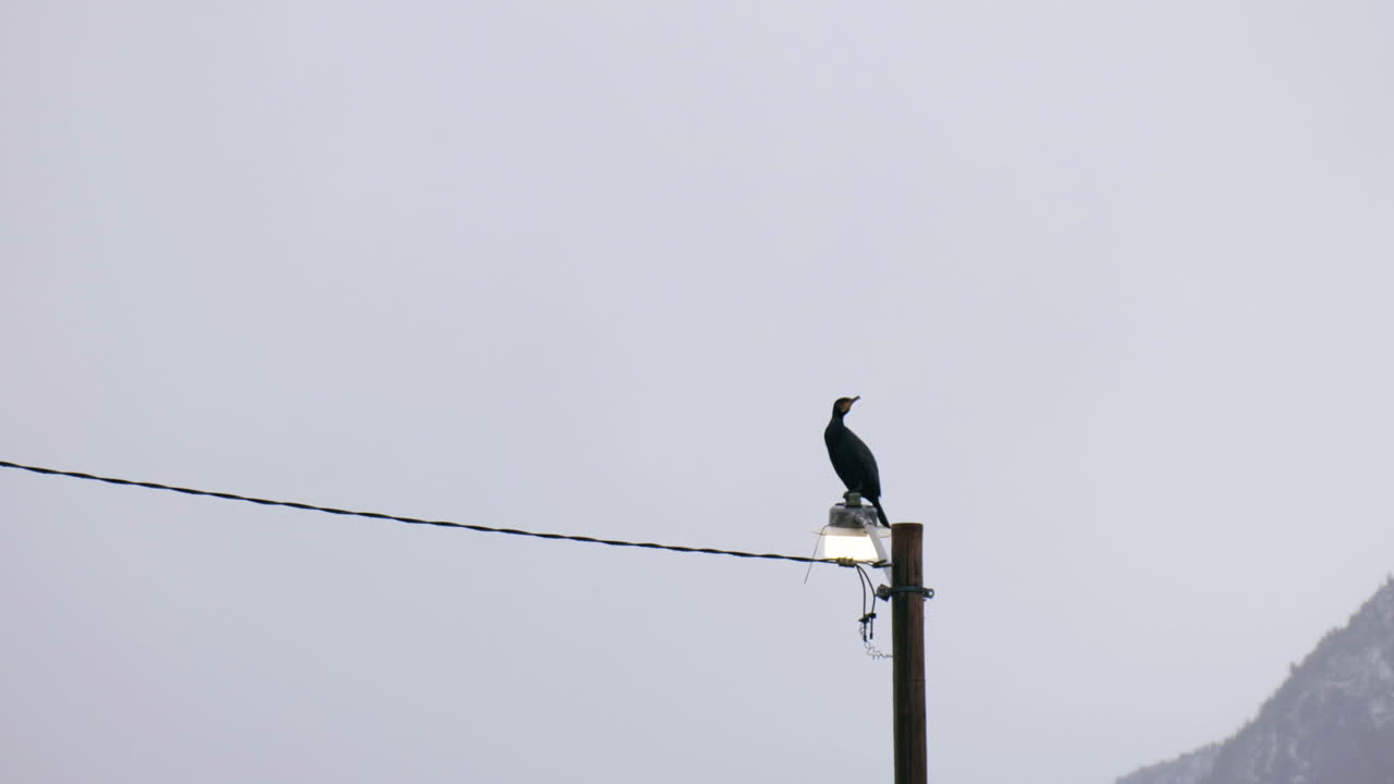 가로등 기둥에 서 있는 가마우지