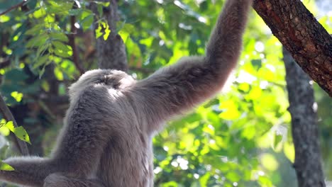 gibbon gracefully swinging through lush green trees