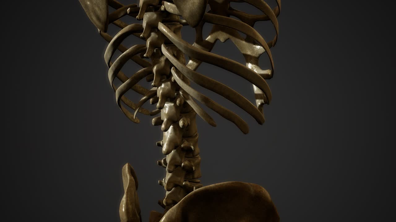 인간의 골격의  ⁇